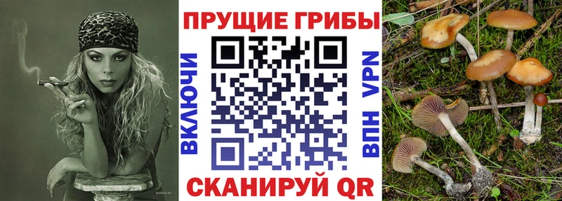 Галлюциногенные грибы Psilocybine cubensis продажа наркотиков Заволжье