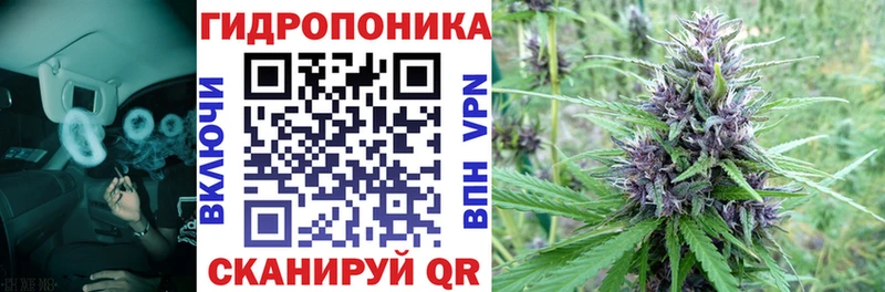 Канабис гибрид Заволжье